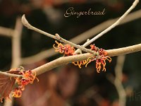 Hamamelis Gingerbread 2015 02 07 3200